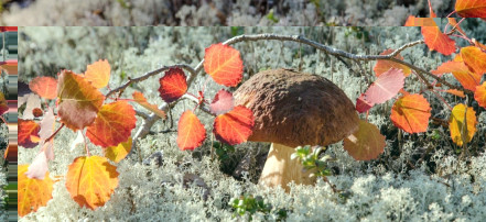 Обложка: Сбор грибов на Кольском полуострове