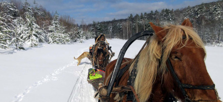 Обложка: Конно-санный тур «Снежный Крака» в Уфе на 6 дней