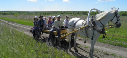 Обложка: Конный переход для детей в Саратове