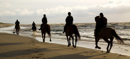 Обложка: Экскурсионная прогулка на лошадях во Владивостоке по берегу Уссурийского залива