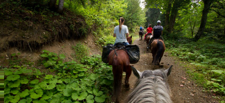 Обложка: Индивидуальная конная прогулка в Саратове