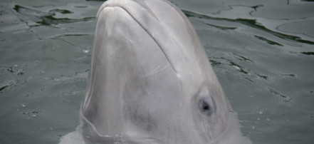 Обложка: Дельфинарий в бухте Средняя