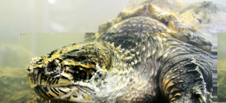 Обложка: Выставка рептилий «CROCO PARK»