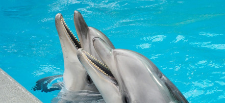 Обложка: Дельфинарий «АКВА-МИР»
