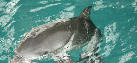 Обложка: Дельфинарий в Набережных Челнах
