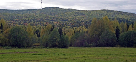 Обложка: «Кудрявый камень»