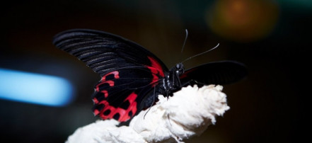 Обложка: Контактный экзопарк «В мире бабочек»