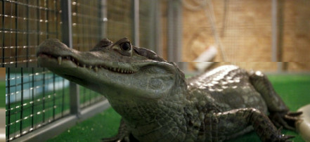 Обложка: Крокодиловая ферма «Крокодилвиль»