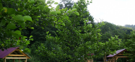 Обложка: Пикниковый комплекс «Green Golf»
