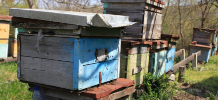Обложка: Пчеловодство «Нистор»