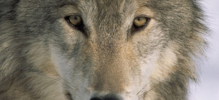 Обложка: Тамбовский волк