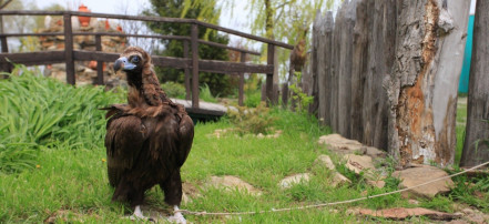 Обложка: Экскурсионный парк «Аристей»