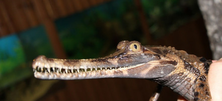 Обложка: Ялтинский крокодиляриум