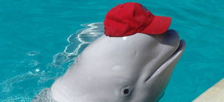 Обложка: Дельфинарий «Акватория»