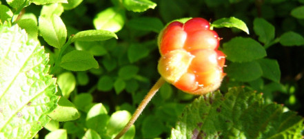 Обложка: Северная ягода морошка