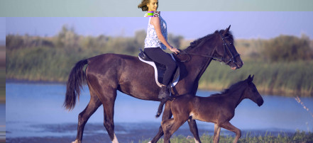 Обложка: Конные прогулки и обучение верховой езде в Саратове