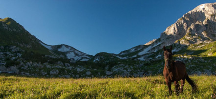 Обложка: Конная прогулка «Красота Кавказского хребта» в Сочи