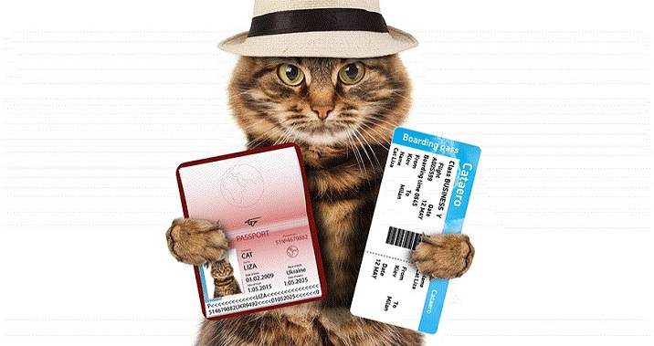 Кот с билетами