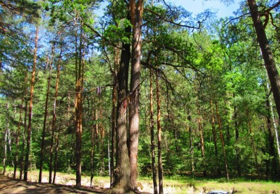 Дерево Любви