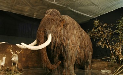 Музей мамонта