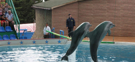 Дельфинарий «Акватория»: Фото 2