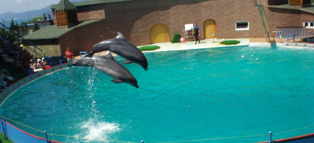 Дельфинарий «Акватория»: Фото 4