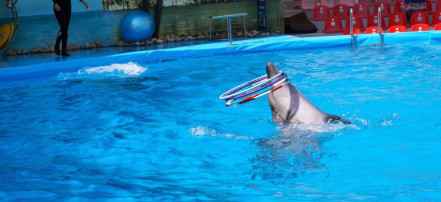 Дельфинарий в Кабардинке: Фото 2
