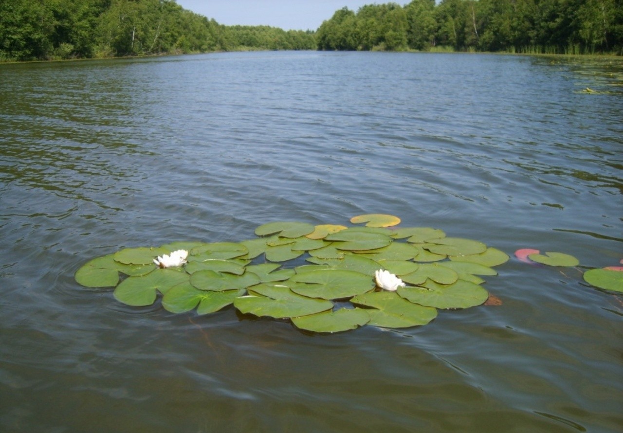 нечкинский парк