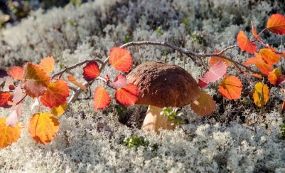 Сбор грибов на Кольском полуострове