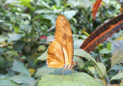 Выставка бабочек «Рай на земле»