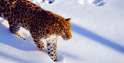 Заказник «Леопардовый»