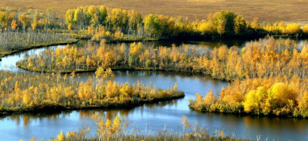 Васюганские болота: Фото 3
