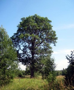 Дерево – памятник живой природы Вяз