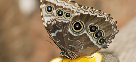 Казанский парк тропических бабочек: Фото 2