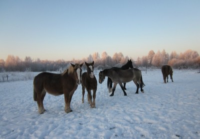 Конно-спортивный клуб «Аргамак»