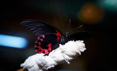 Контактный экзопарк «В мире бабочек»