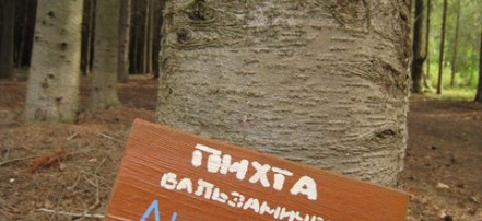 Морозовский дендрарий: Фото 3