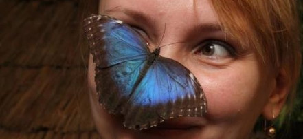 Музей бабочек «Тропический рай»: Фото 2