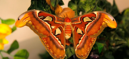 Музей бабочек «Тропический рай»: Фото 4