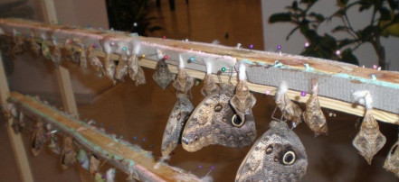 Музей бабочек «Тропический рай»: Фото 7