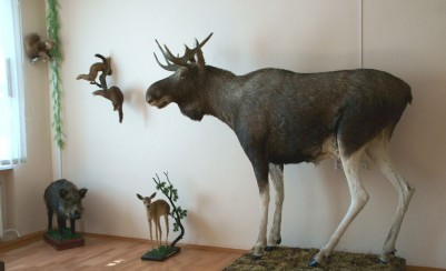 Музей леса Курганской области