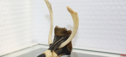 Ненецкая детская игрушка олень: Фото 1