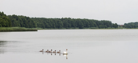 Озеро Лебедь: Фото 2