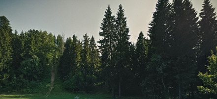 Памятник природы «Токсовские высоты»: Фото 3
