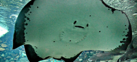 Пензенский океанариум: Фото 5