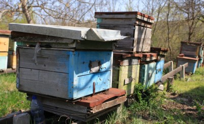 Пчеловодство «Нистор»