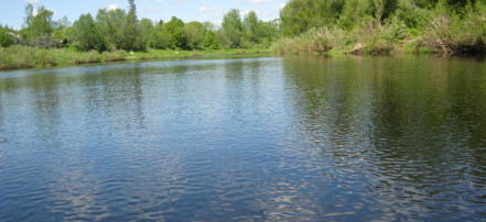 Река Шелонь: Фото 1