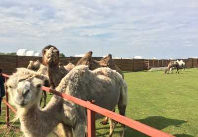 Ферма верблюдов «Laidoya» в Великом Болгаре