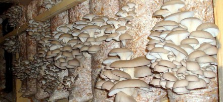 Посещение грибной фабрики по выращиванию грибов «Вешенка»: Фото 1