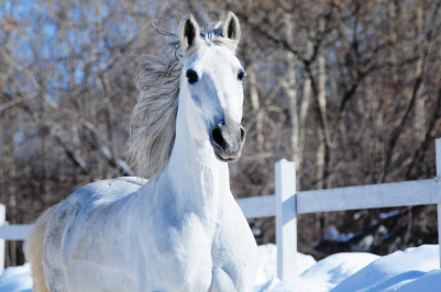 Катание на лошадях в Новосибирске с экскурсией по конюшне